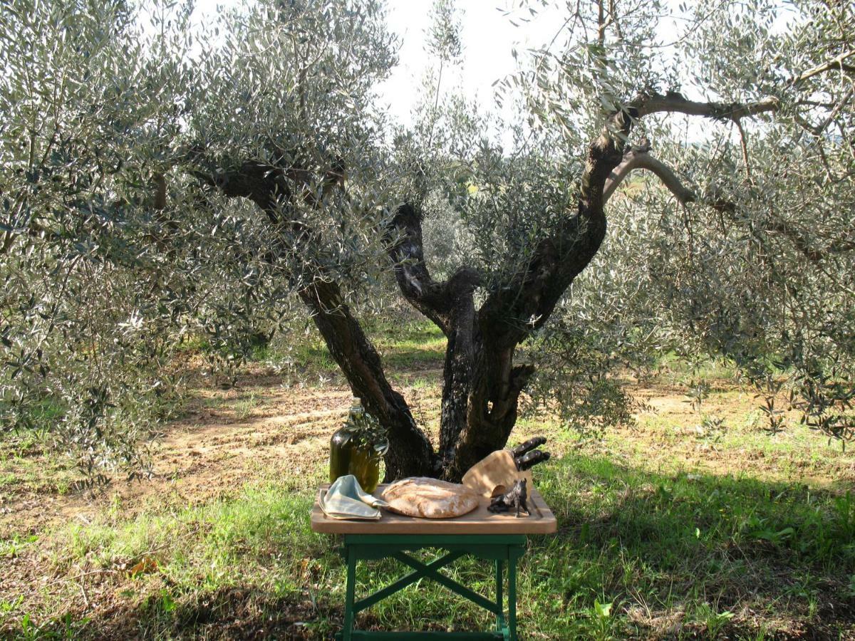 Agriturismo Le Cerbonche Rosignano Marittimo Ngoại thất bức ảnh